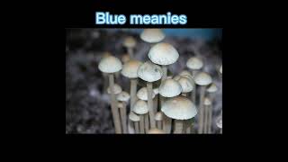 Blue Meanies