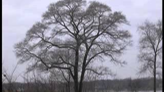 DBB covers Crow by Jim Carroll