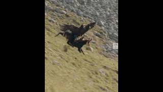 eagle attitude status  eagle attacks goat 😱