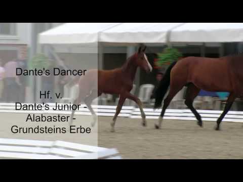 Hf v Dantes Junior x Alabaster x Grundsteins Erbe 2019