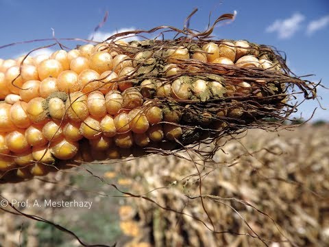 132. Feldexkursion: frühe Maisernte - NU Agrar, 21.08.2019