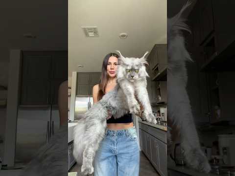 To be fair they all look like they can ☠️ you #mainecoon #cat #catsofyoutube #savannahcat #funnycat