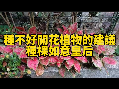 如意皇后開花好嗎