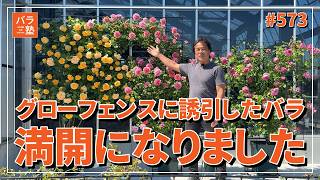 Download lagu #573 グローフェンスに誘引したバラが満開になりました mp3