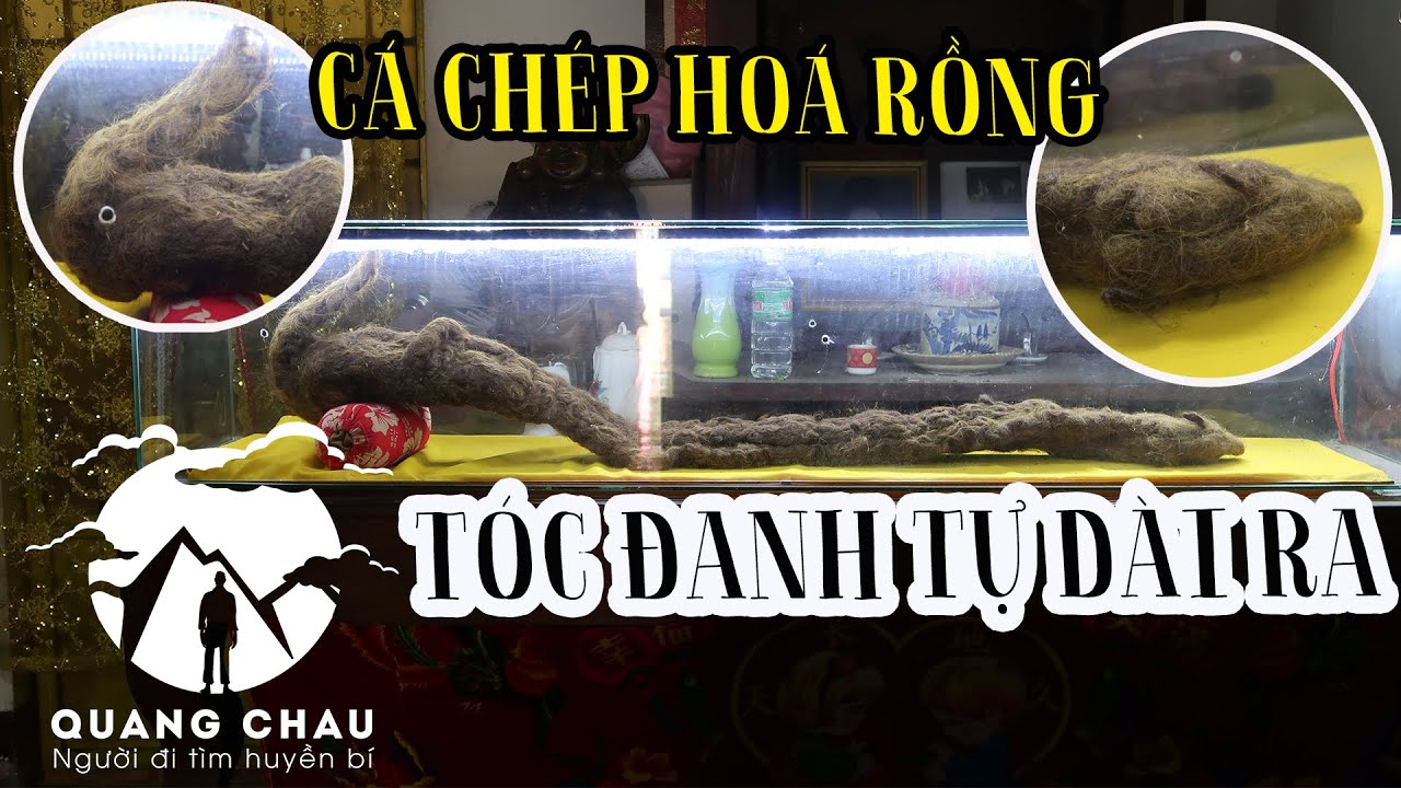 Tóc Đanh "Cá Chép Hoá Rồng" có linh hồn riêng và tự sống trong lồng kính