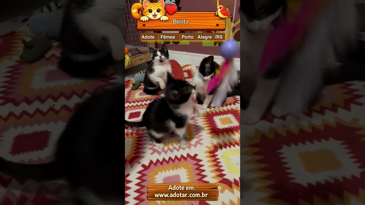 Gato raça SRD-ViraLata idade Abaixo de 2 meses nome Benta
