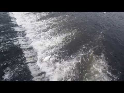 Caça matinal ao cisne na Ponte Carlos - labutí ranní lovení u Karlova mostu