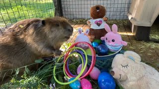 Happy Easter Beaver