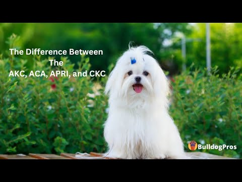 The Difference Between The AKC, ACA, APRI, and CKC