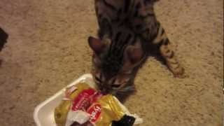 Sneaky Chicken Thief