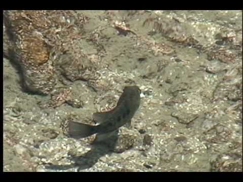 CUATRO CIENEGAS, Oasis Mexicano.avi