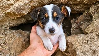 Scared Puppy Changes Completely After Being Rescued