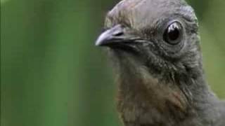 The Amazing Lyrebird of Australia Unseen Footage Video