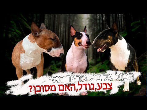 תמונה של גולד בול