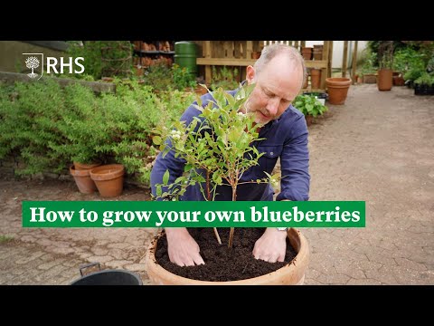 How to grow your own blueberries | The RHS
