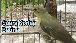 Download lagu Suara Kolibri Kelapa Betina Memanggil Jantan mp3 Download lagu Suara Kolibri Kelapa Betina Memanggil Jantan mp3
