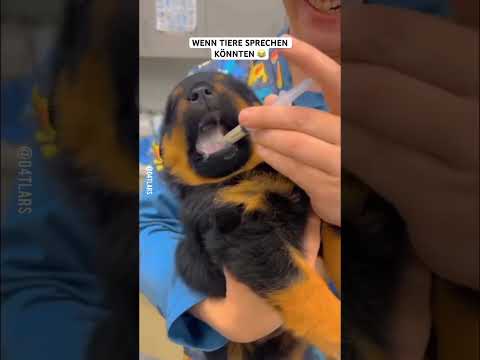 Wenn Tiere sprechen könnten #funny #lol #cat #lustig #memes #dog #pets #tiere