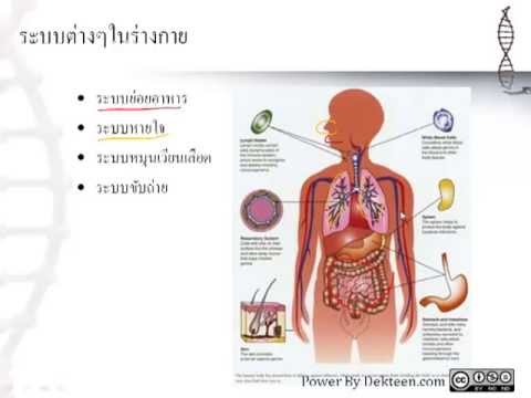 ทิงเจอร์ของโสมแรง วิธีการที่จะรักษาความแข็งแรงอ่อนแอเยียวยาชาวบ้าน