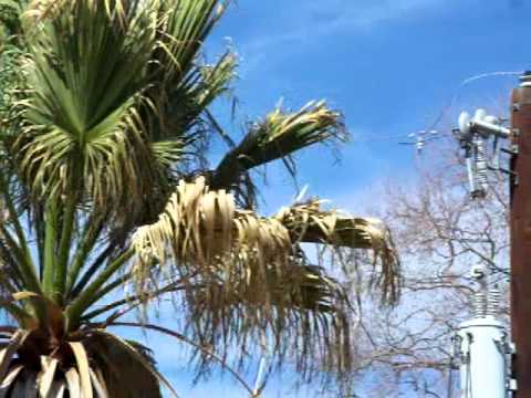 hawk makes nest in palm tree