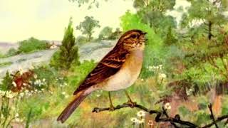 Sparrow by Mary Hopkin instrumental (in the key of D flat)