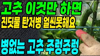 고추 이것만 하면 진딧물 탄저병 얼씬못하고 병없는 고추가 주렁주렁달려 고추농사 대박납니다!