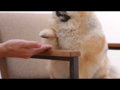 cute pets dogs - animals lover - part 3 - sanika it