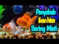 Ikan Hias Air Tawar Resiko Mati