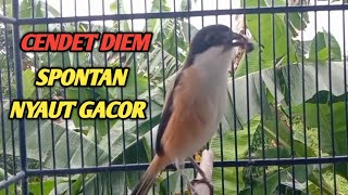 Download lagu BURUNG CENDET GACOR DOR, || SUARA PANCINGAN CENDET MALES BUNYI  mp3