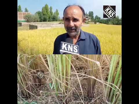 Hailstorm Damages #Orchards, Crops in J&K's Beerwah, Budgam; Growers Seek C...