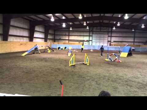 Bunny Dynah 3/6/16 AKC debut Q NS8r