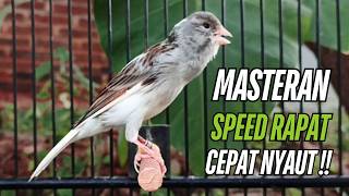 Download lagu Masteran Kenari Gacor Paling Ampuh & Respon Cepat!! kenari macet bunyi Langsung Nyaut! mp3