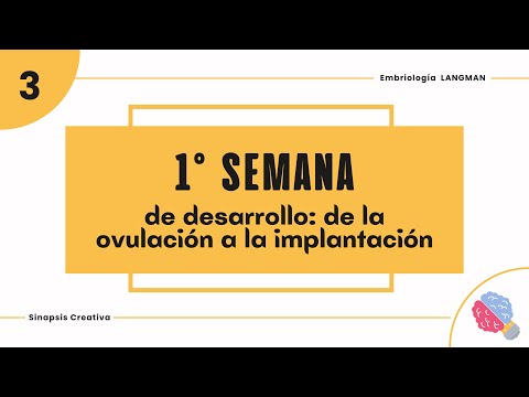 Cap.3 LANGMAN - 1ra semana de desarrollo embrionario