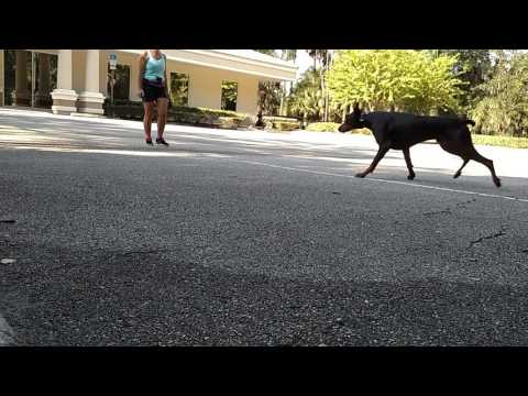 Luca — Dog training come when called: day 13