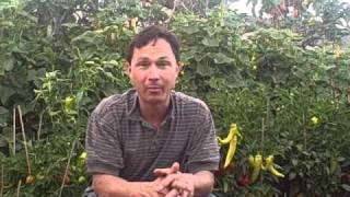 Best Wood to Build Raised Beds and Faucet to Drip Irrigation and More