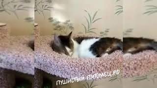 Кот лежит в гамаке