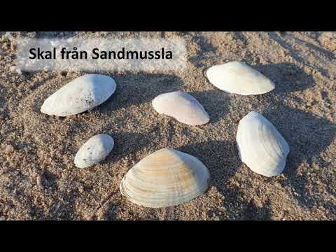 Mitt Hav - Strandfynd 2021