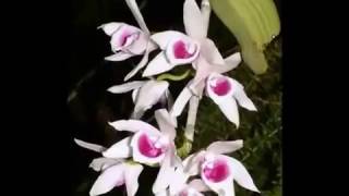 preview picture of video 'Lan Phi Điệp (Dendrobium anosmum)'