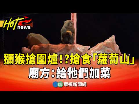 獼猴搶圍爐！？搶食「4千斤蘿蔔山」　廟方：給牠們加菜