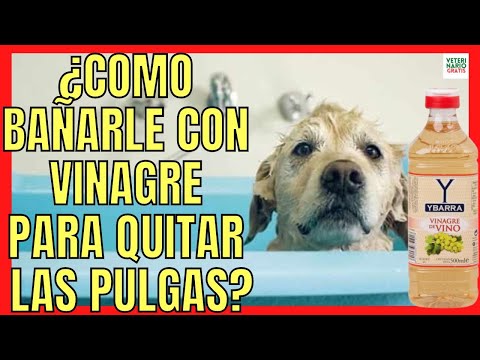 🛁 HOW TO BATHE A DOG WITH VINEGAR TO REMOVE FLEAS AND TICKS? 🛁