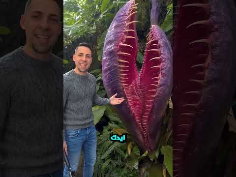 أخطر نبات على وجه الأرض.. إياك تحط إيدك جواه! 😱🌱