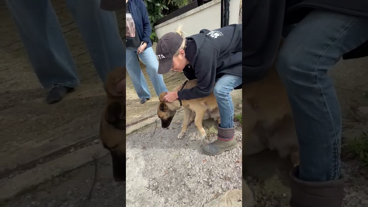 Genoa video