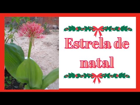ESTRELA DE NATAL 🌟COROA REAL LÍRIO-SANGU-SALMÃO🌿 CUIDADOS, PLANTIO E CULTIVO