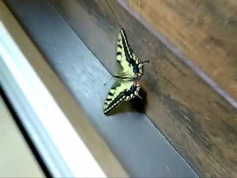 לחופש נולד 24.06.2022 (1977)  Bojoura  - Butterfly