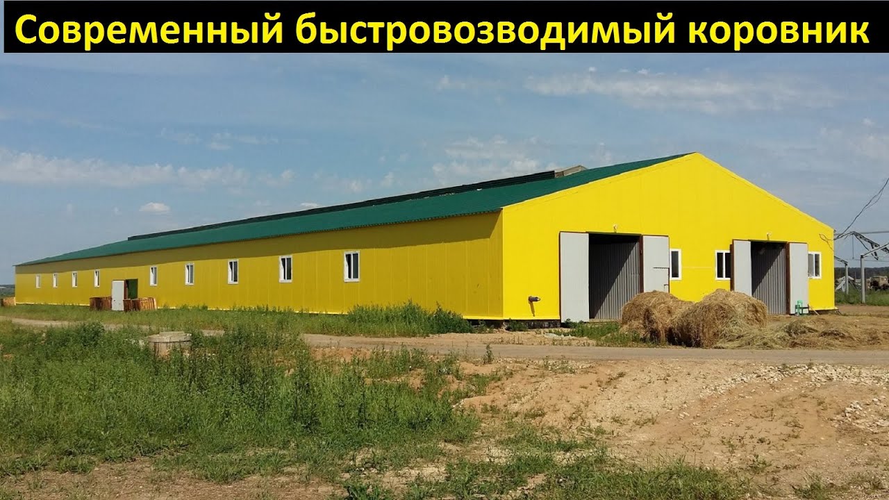 коровник на 100 голов