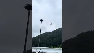 コウノトリ子育て