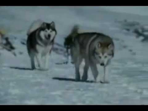 حكاية ذئاب مخلصه