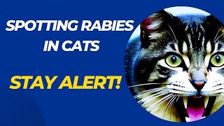 5 Signs Your Cat May Have Rabies / Signs of Rabies in Cats / Cat Grooming