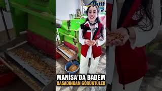Manisa'da Badem Hasadı!