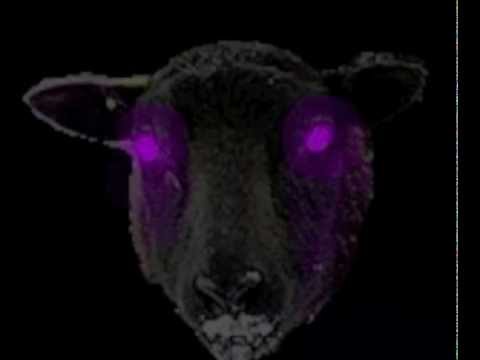 BLACK SHEEP (Beatman & Robin Indahood)