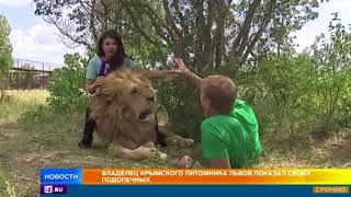 Как живет крупнейший в Европе крымский питомник львов "Тайган"
